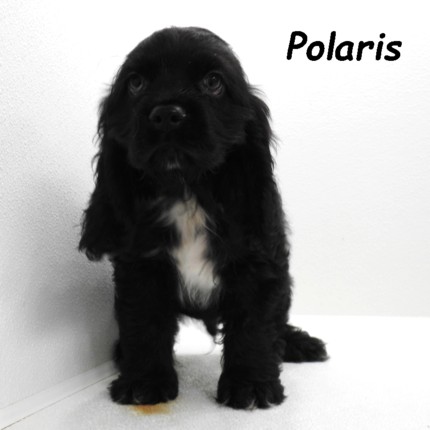 puppy, for, sale, Cocker Spaniel, Joe & Cherri  Overlease, dog, breeder, Miller, MO, dog-breeder, puppy-for-sale, forsale, nearby, find, puppyfind, locator, puppylocator, aca